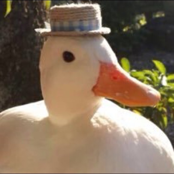 Meet your Posher, Luke - Picture 1 of 1